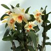 dendrobium cariniferum